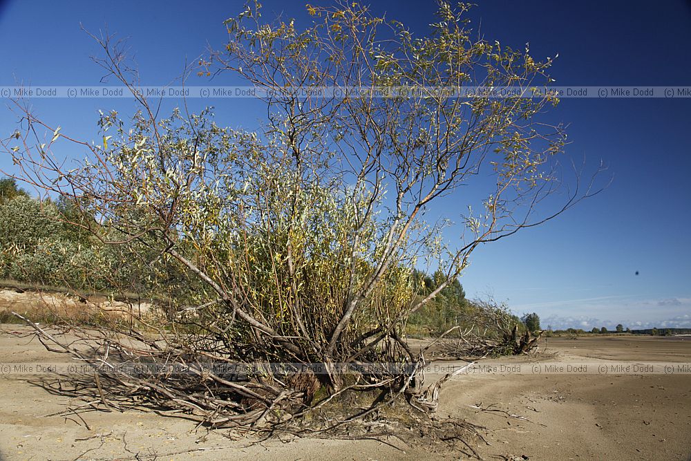 Salix resisting beach erosion