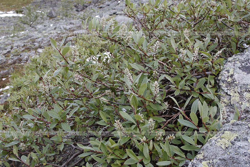 Salix glauca