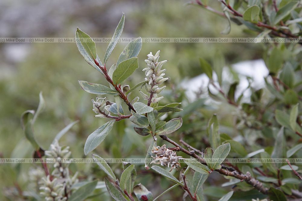Salix glauca