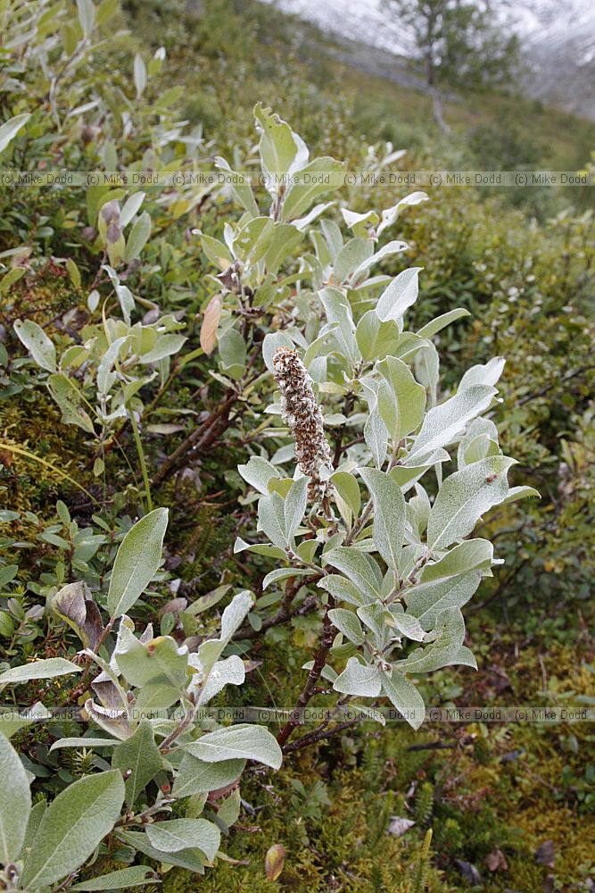 Salix lanata