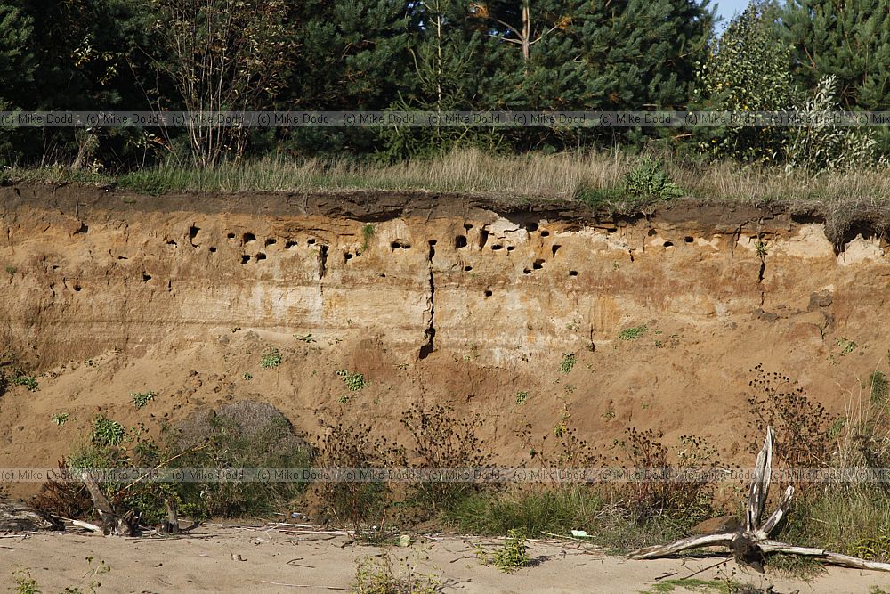 Sand martin nests in cliff (?)