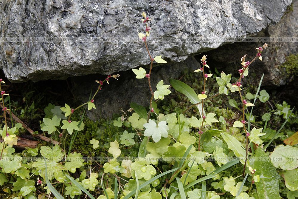 Saxifraga cernua Drooping Saxifrage
