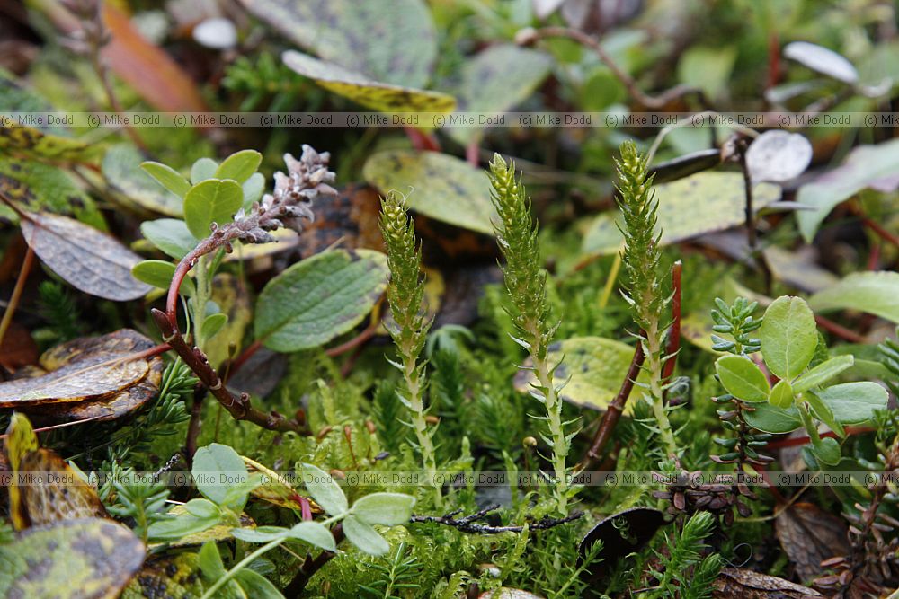 Selaginella selaginoides Lesser Clubmoss