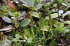 Selaginella selaginoides Lesser Clubmoss