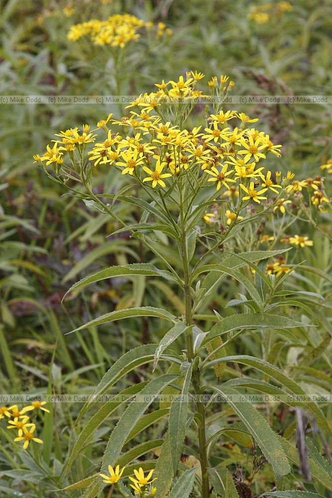 Senecio fluviatilis Broad-leaved Ragwort