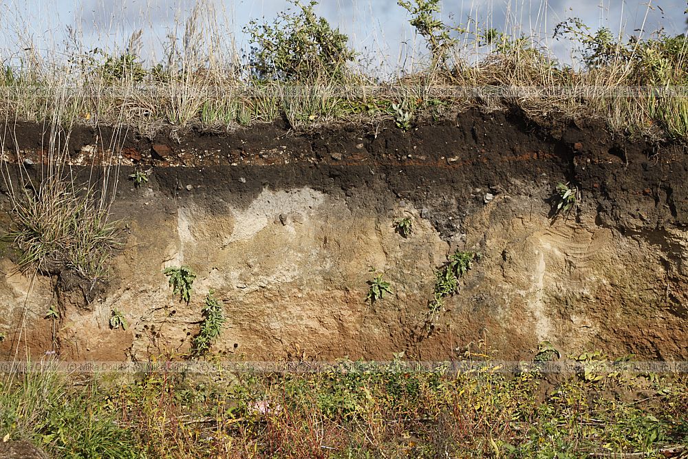 Soil profile