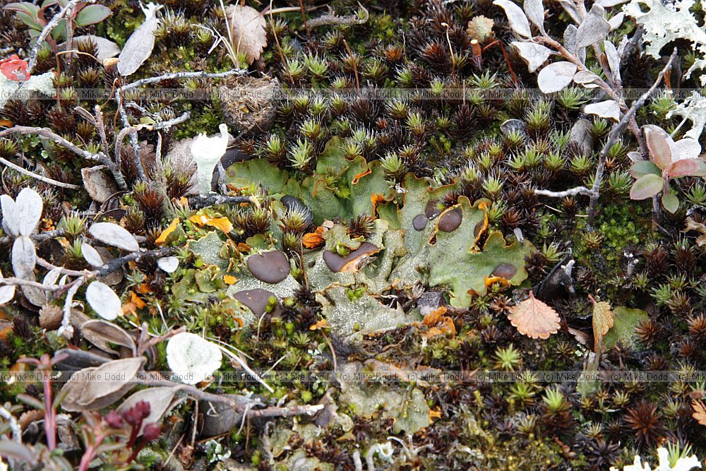 Solorina crocea (green lichen in centre of picture)