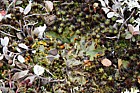 Solorina crocea (green lichen in centre of picture)