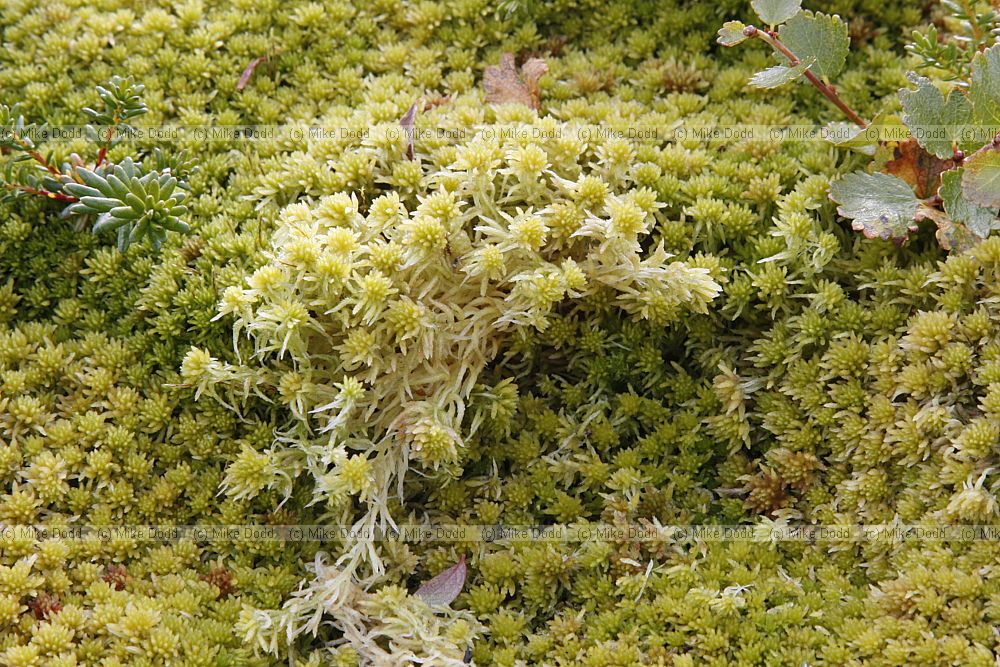 Sphagnum with very small rosettes