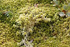 Sphagnum with very small rosettes
