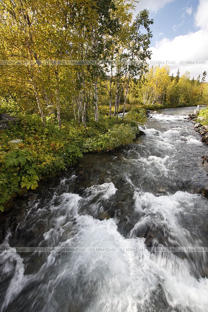 Stream running through botanic garden