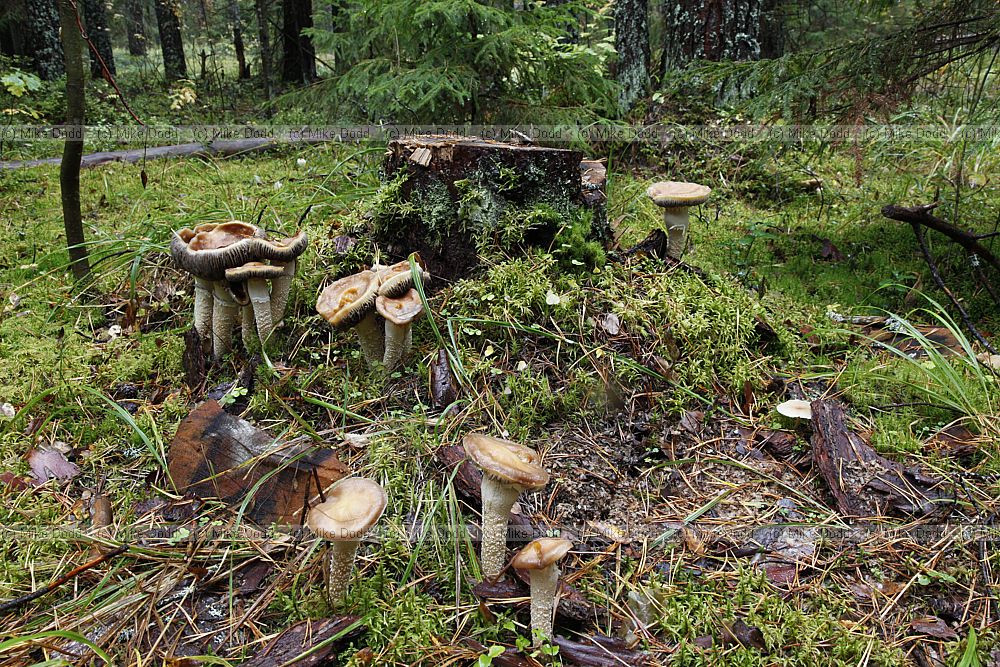 Stropharia hornemannii (?)