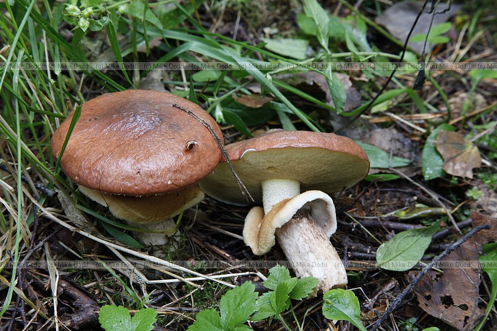 Suillus luteus Slippery Jack