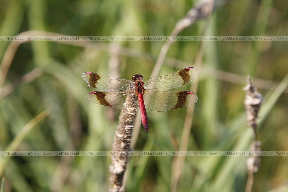 Sympetrum pedemontanum Banded Darter