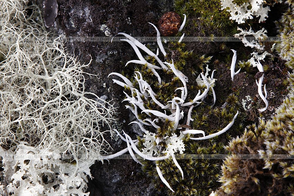 Thamnolia vermicularis