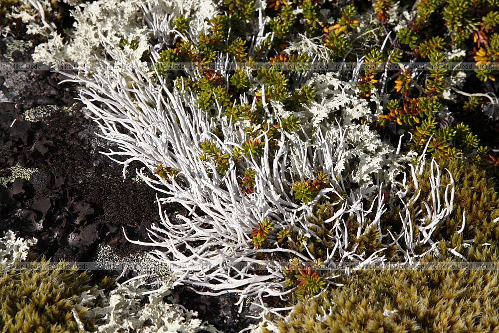 Thamnolia vermicularis