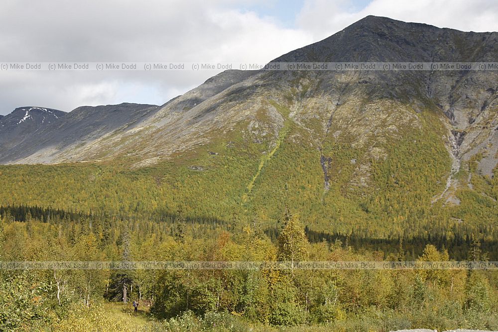 Variable height tree line in the Khibiny mountains