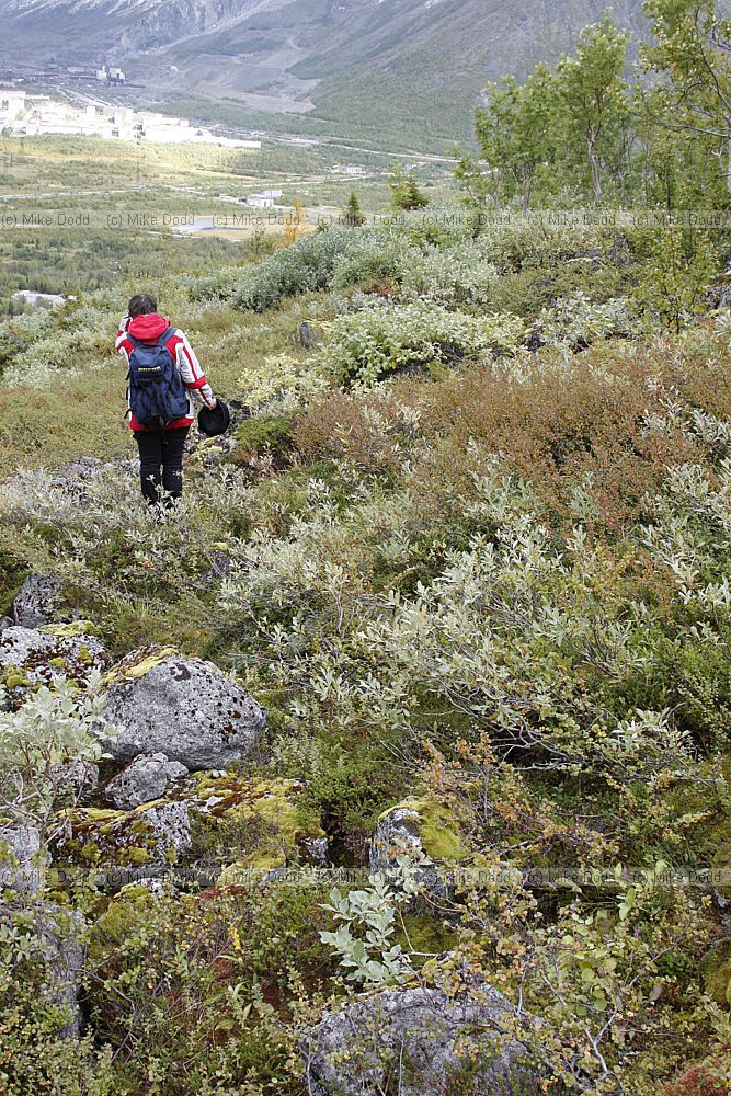 Going down through the treeline with mixed shrubs birch and willow