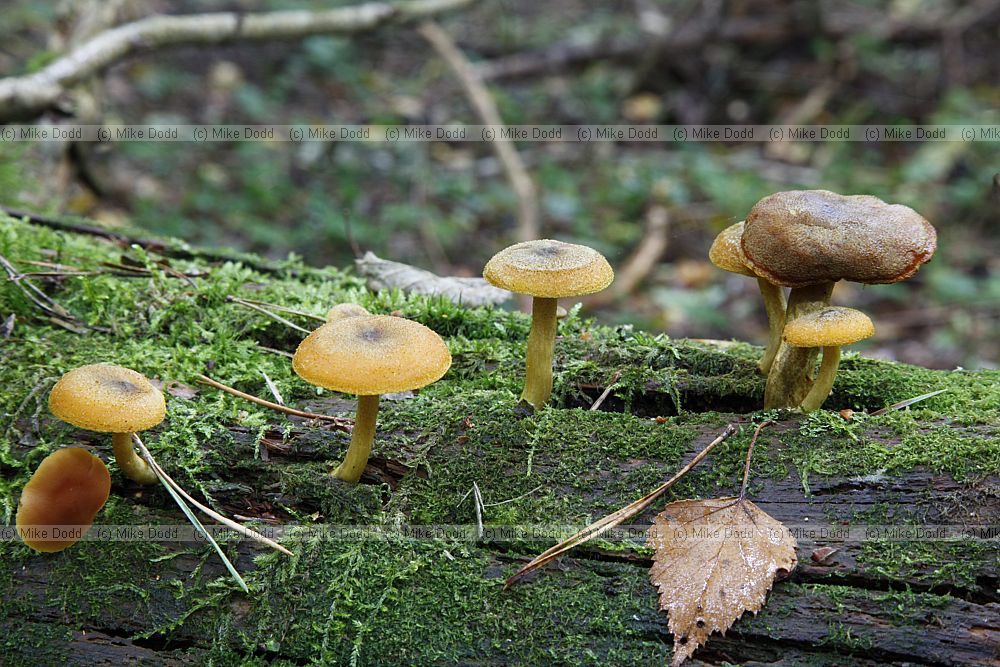 Tricholomopsis decora (??)