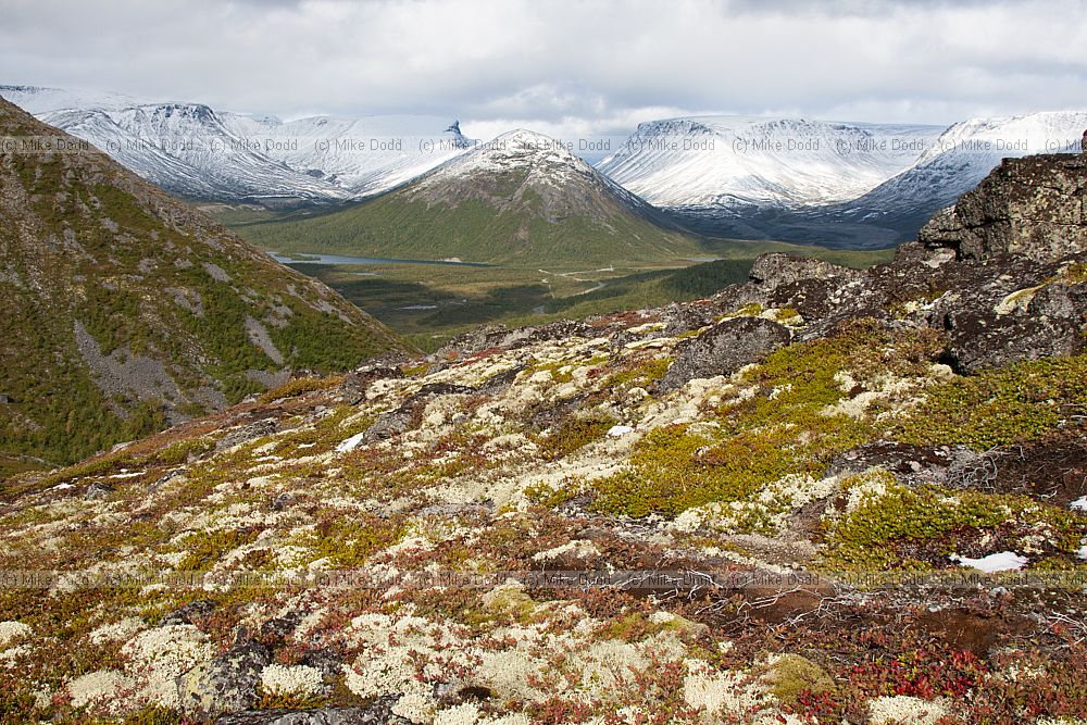 Tundra birch forest and snow on Khibini mountains