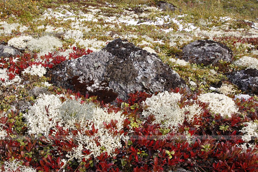 Tundra community with lichens and Arctostaphylos alpinus Arctic Bearberry