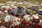 Tundra community with lichens and Arctostaphylos alpinus Arctic Bearberry