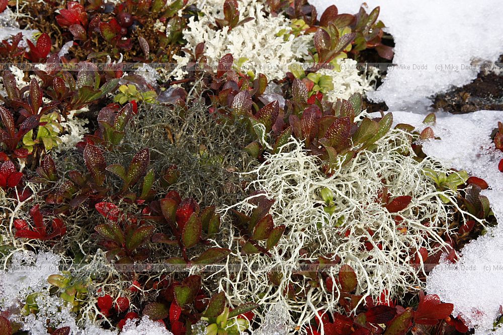 Arctostaphylos alpinus Arctic Bearberry also lichens Alectoria nigricans on left and Alectoria ochroleuca on right