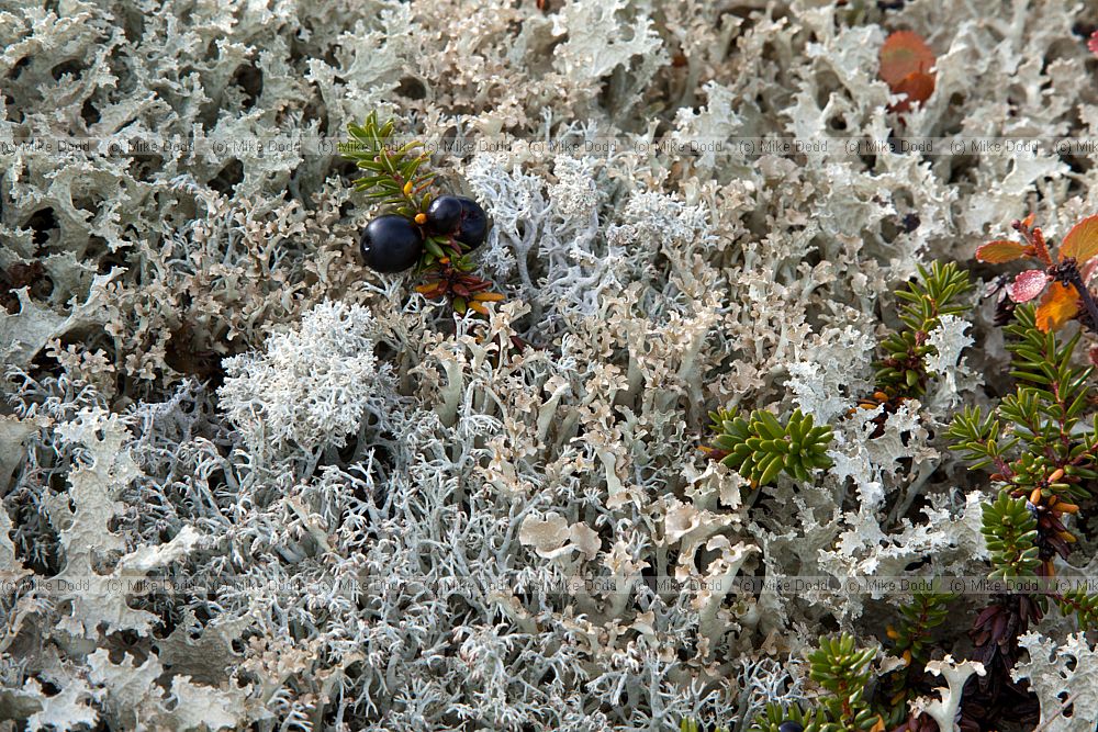 Tundra community with mixed lichens mosses and dwarf shrubs