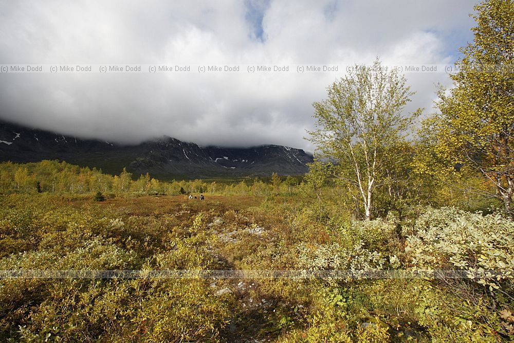 Area of low shrub tundra in birch forest