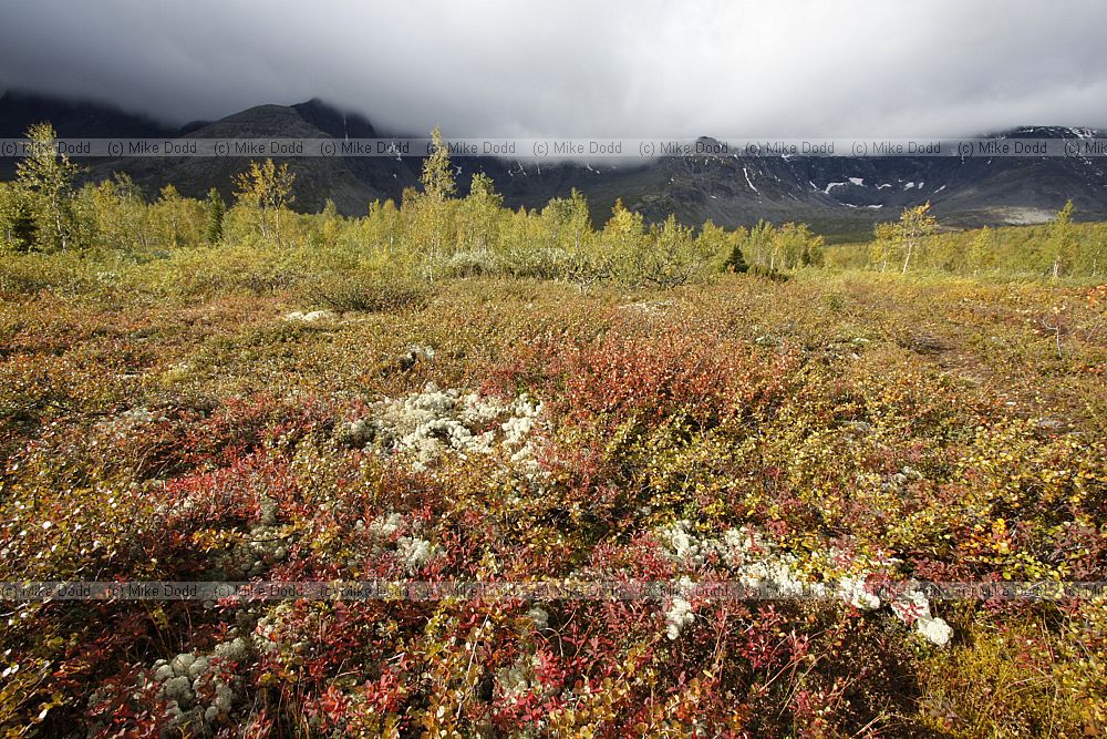 Area of low shrub tundra in birch forest