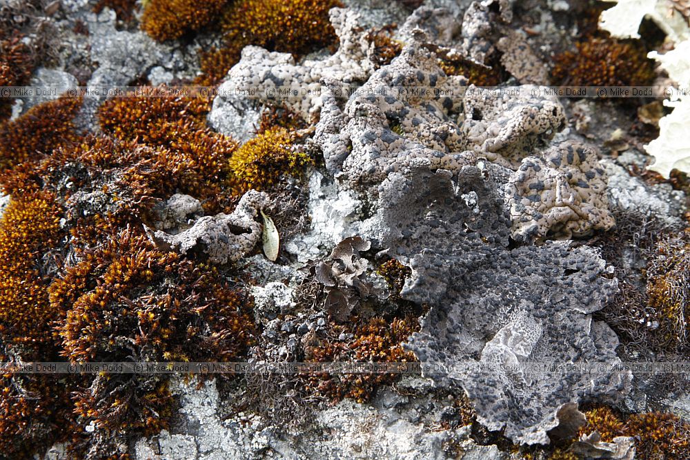 Umbelicaria sp (right) and Andreaea rupestris (left)