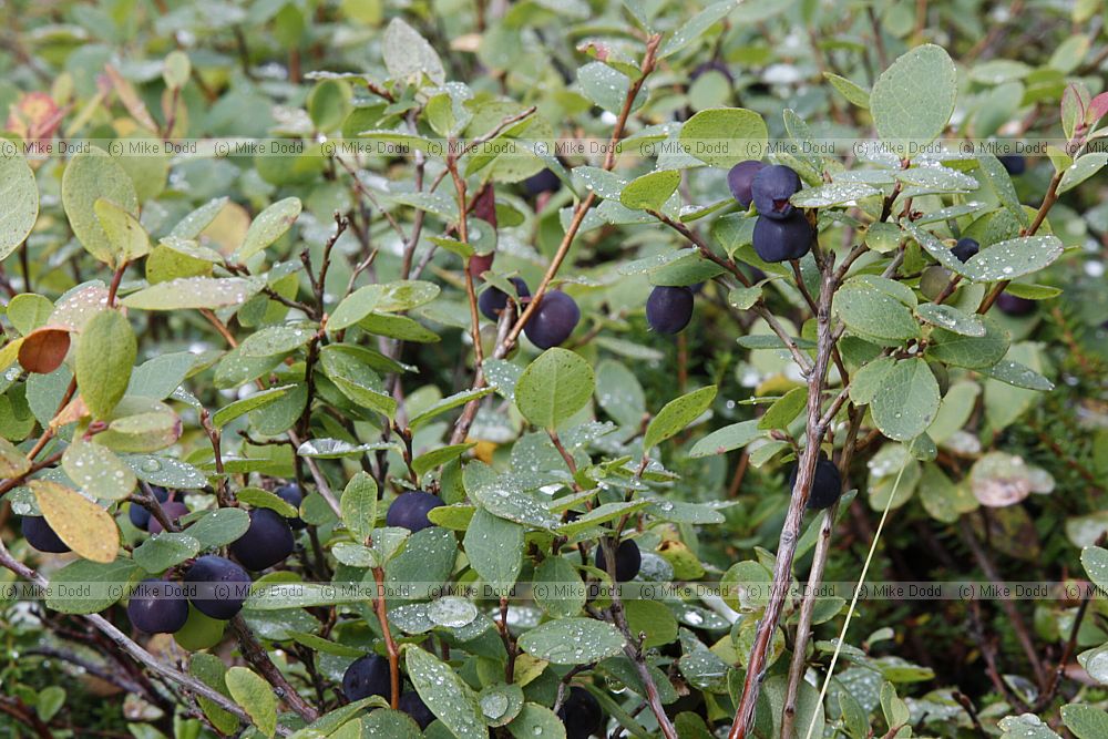 Vaccinium uliginosum Bog Bilberry