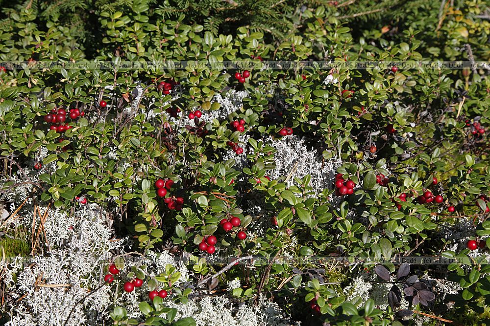 Vaccinium vitis-idaea Cowberry