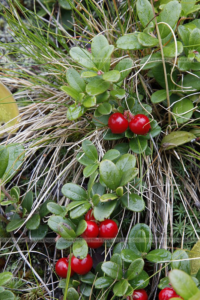 Vaccinium vitis-idaea Cowberry