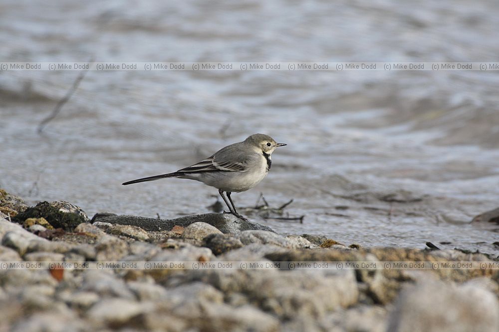 White wagtail