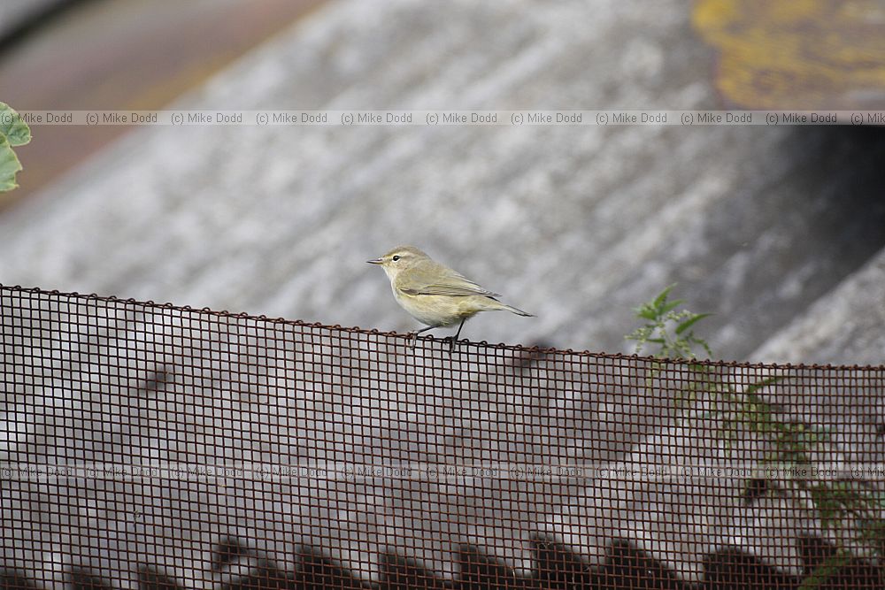 Willow warbler possibly