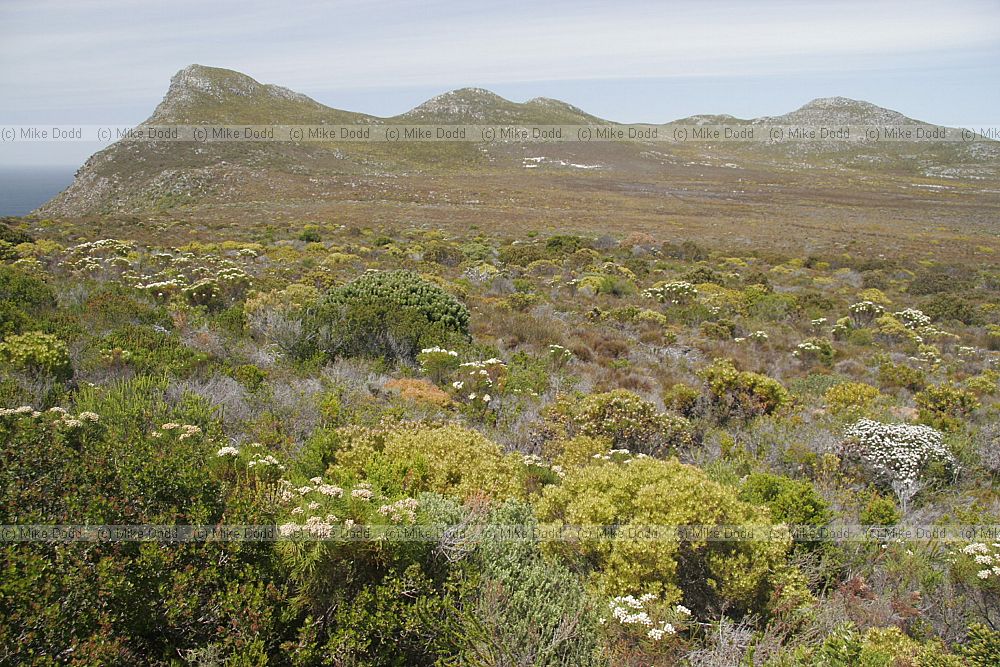 Fynbos