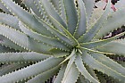 Aloe arborescens 'Jack Marais' Karantz aloe