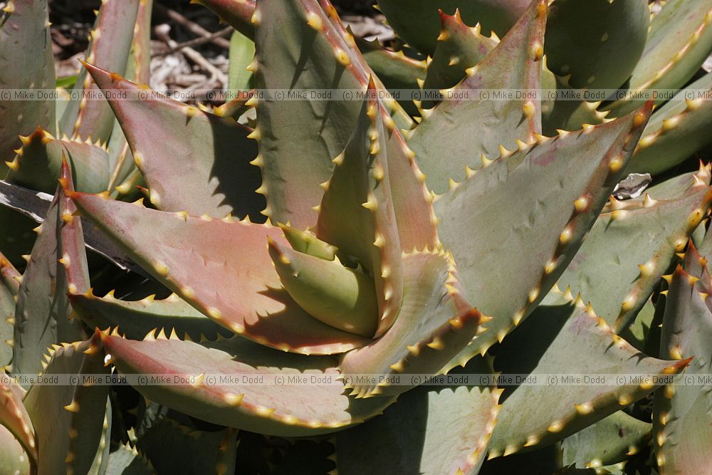 Aloe mitriformis