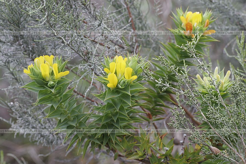 Asplanthus cordata Heartleaved gorse