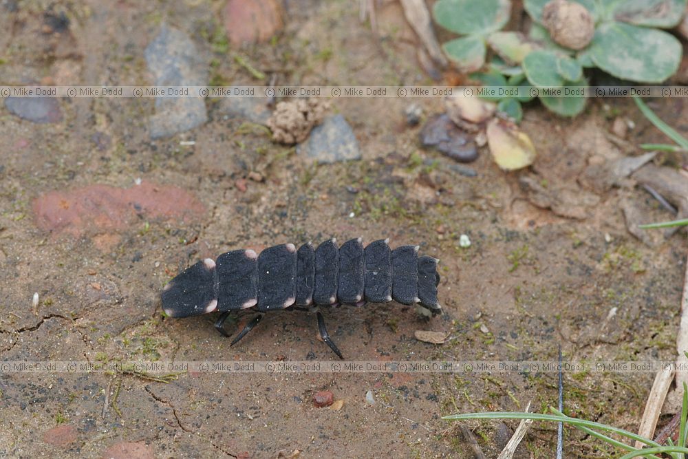 Lampyridae Glowworm (larva)