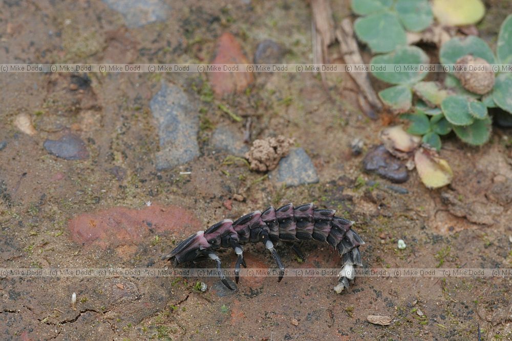 Lampyridae Glowworm (larva)