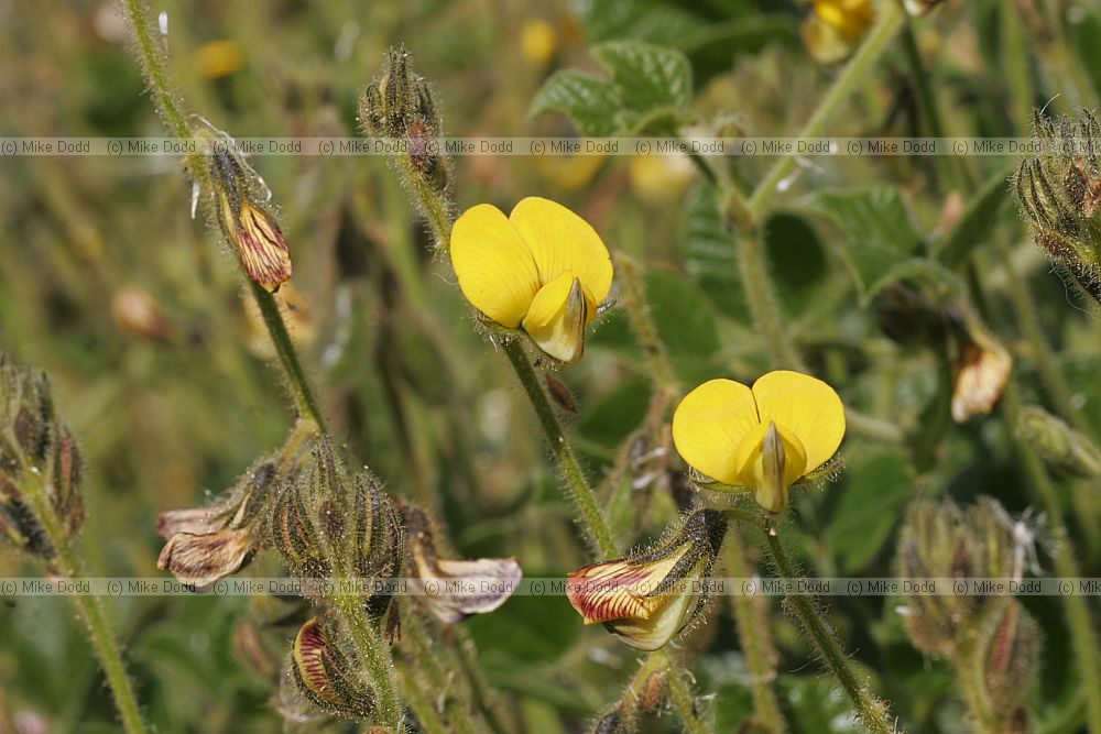 Bolusafra bituminosa
