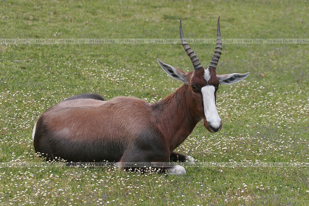 Bontebok Damaliscus pygargus subsp. pygargus