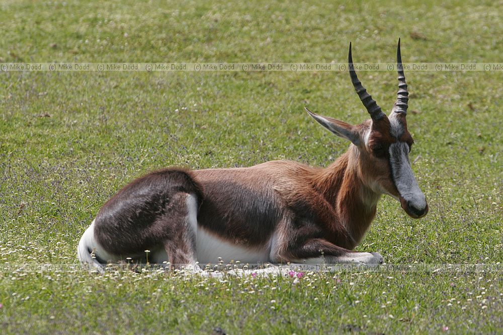 Bontebok Damaliscus pygargus subsp. pygargus