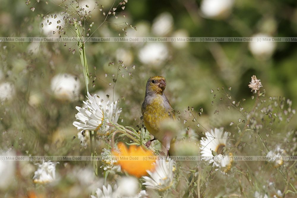 Cape canary Serinus canicollis (check)