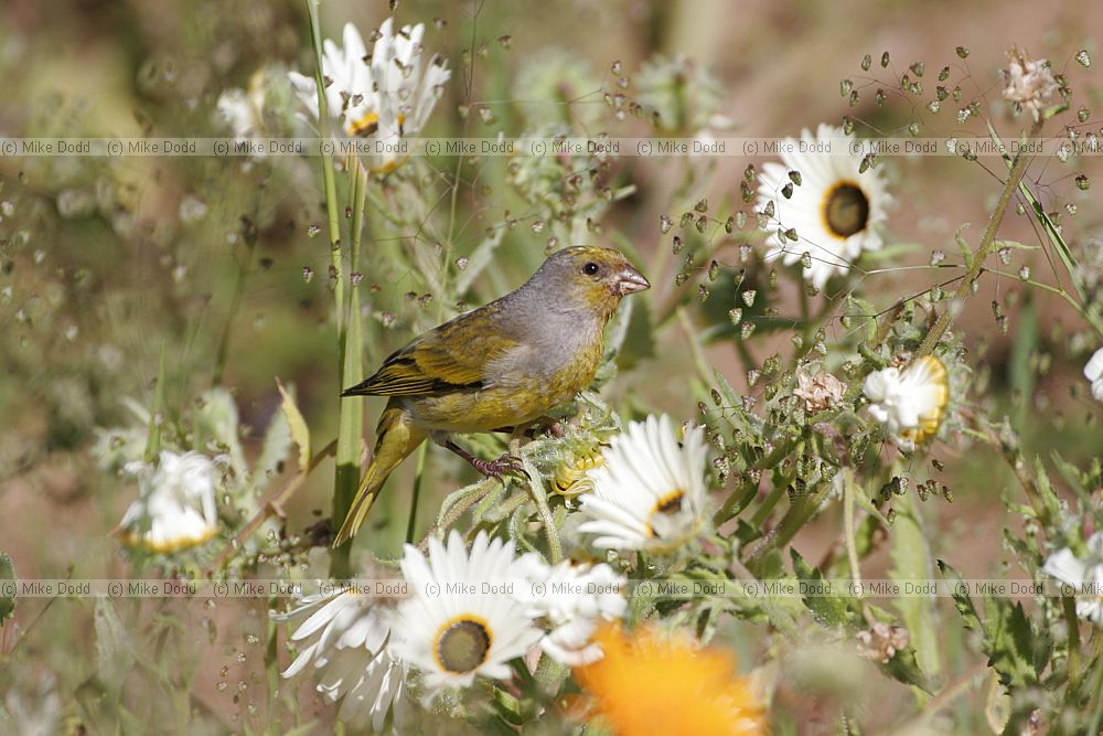 Cape canary Serinus canicollis (check)