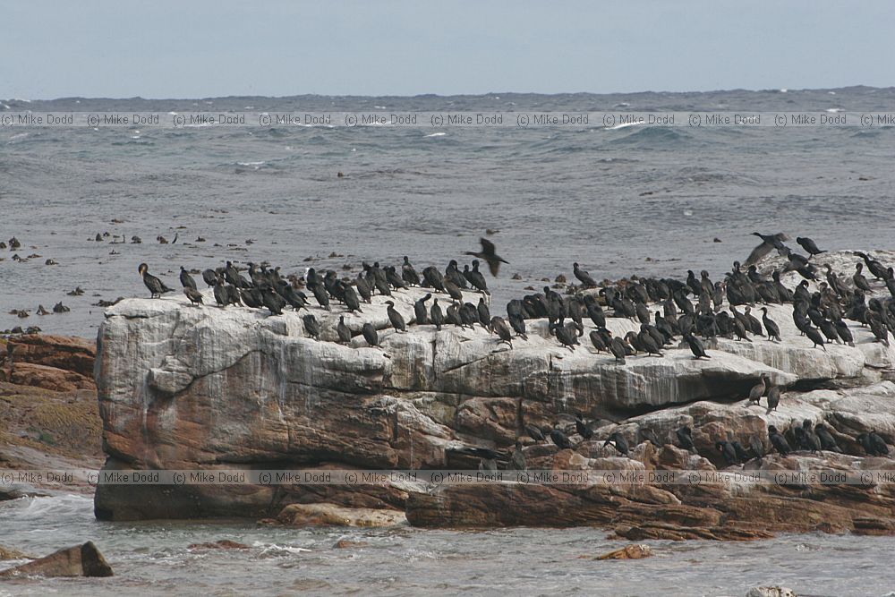 Cape Cormorant Phalacrocorax capensis