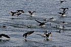 Cape cormorants Victoria basin Cape Town