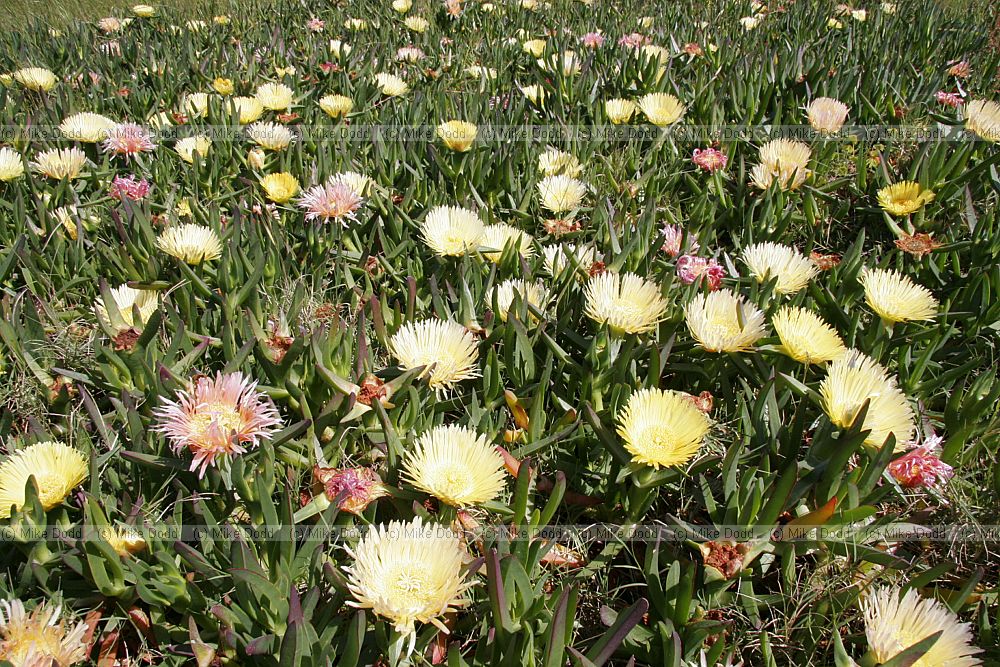 Carpobrotus edulis var edulis Hottentot sourfig